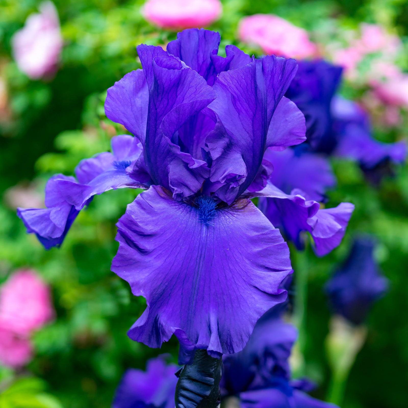 Iris germanica 'Breakers' ~ Breakers Bearded Iris-ServeScape