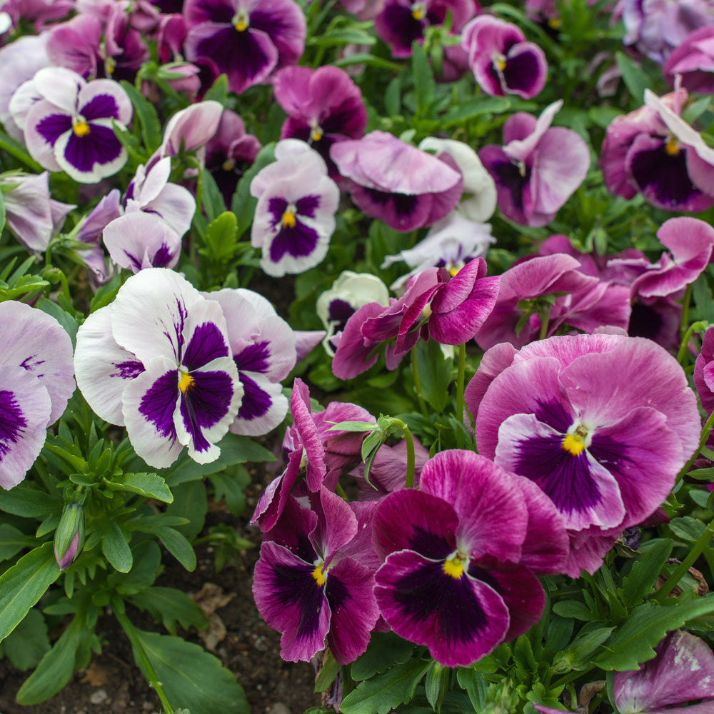 Viola x wittrockiana 'Mammoth Pink Berry' ~ Mammoth™ Pink Berry Pansy-ServeScape