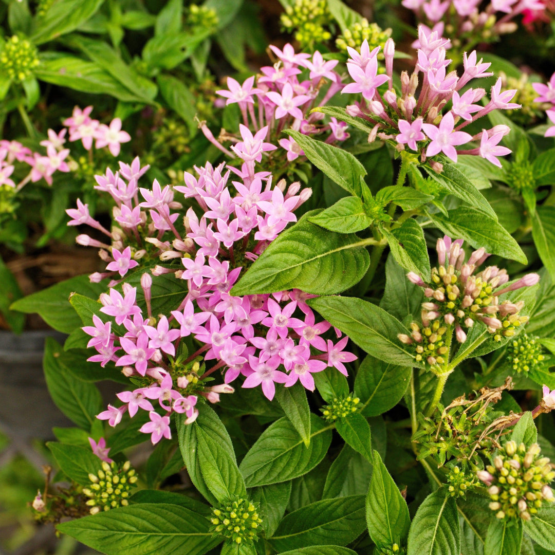 Pentas lanceolata 'Graffiti OG Pink' ~ Graffiti® OG Pink Star Flower-ServeScape