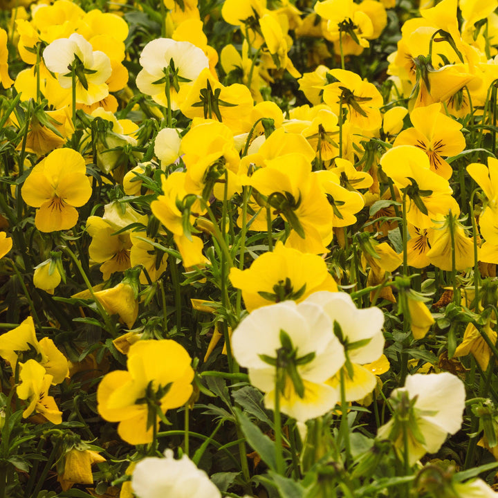 Viola x wittrockiana 'Premier Yellow Mix' ~ Premier Yellow Mix Pansy-ServeScape