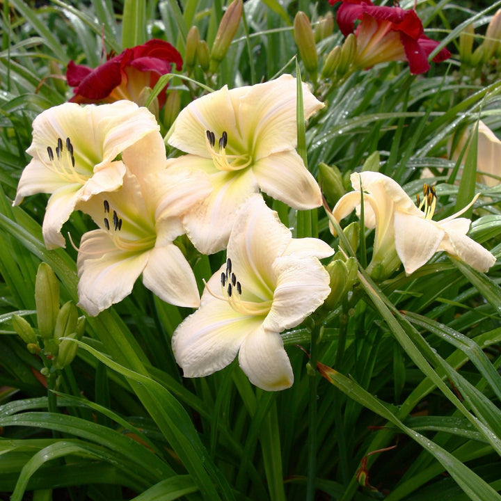 Hemerocallis 'Snowy Apparition' ~ Snowy Apparition Daylily-ServeScape