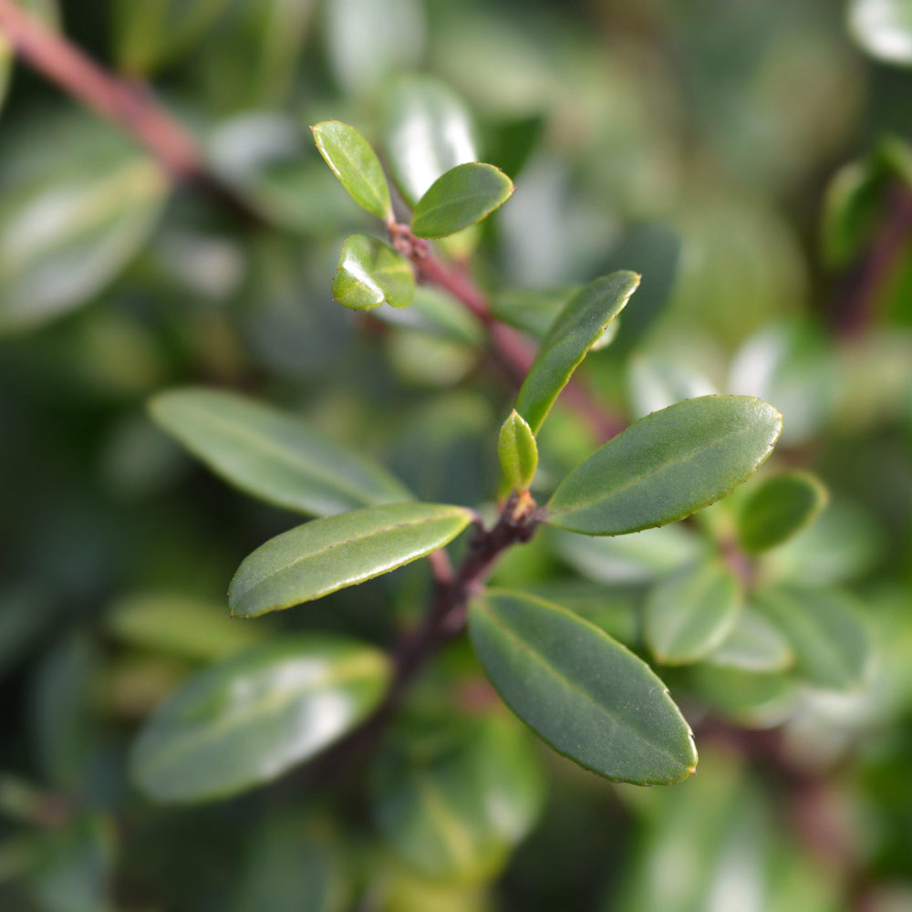 Ilex crenata 'Beehive' ~ Beehive Japanese Holly-ServeScape