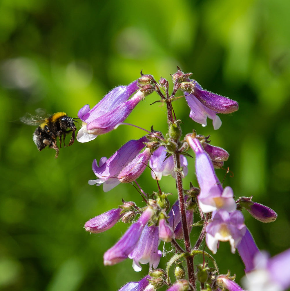 Penstemon x mexicali 'Prairie Twilight' ~ Prairie Twilight Beardtongue-ServeScape