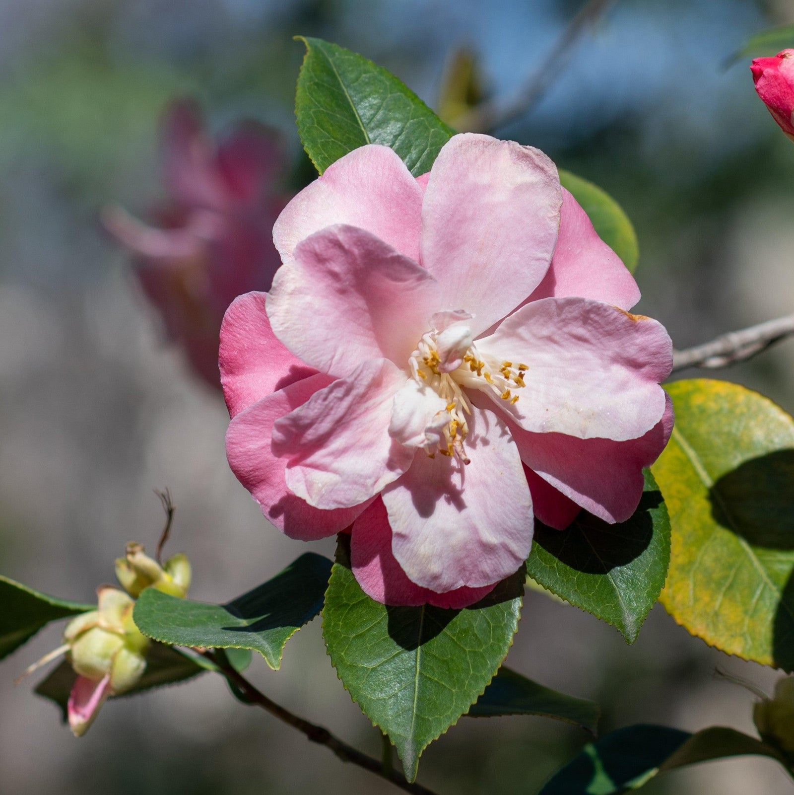 Camellia japonica 'Junior Miss' ~ Junior Miss Camellia-ServeScape