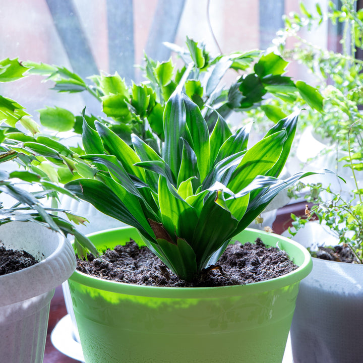 Aspidistra elatior 'Barr01' ~ Tiny Tank™ Cast Iron Plant-ServeScape