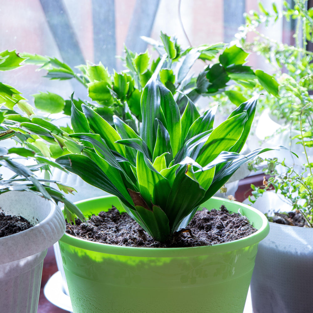 Aspidistra elatior 'Barr01' ~ Tiny Tank™ Cast Iron Plant-ServeScape