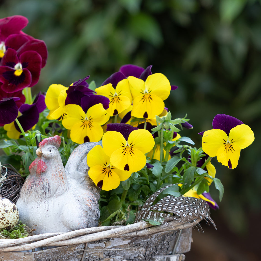 Viola cornuta 'Admire Yellow Purple Wing' ~ Admire® Yellow Purple Wing Viola-ServeScape