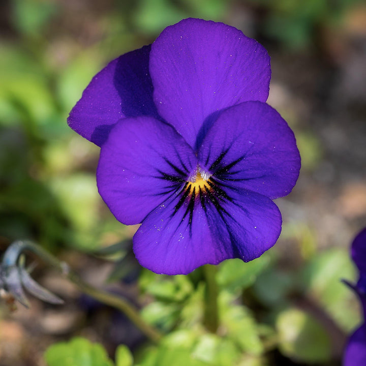 Viola cornuta 'Admire Deep Blue' ~ Admire® Deep Blue Viola-ServeScape