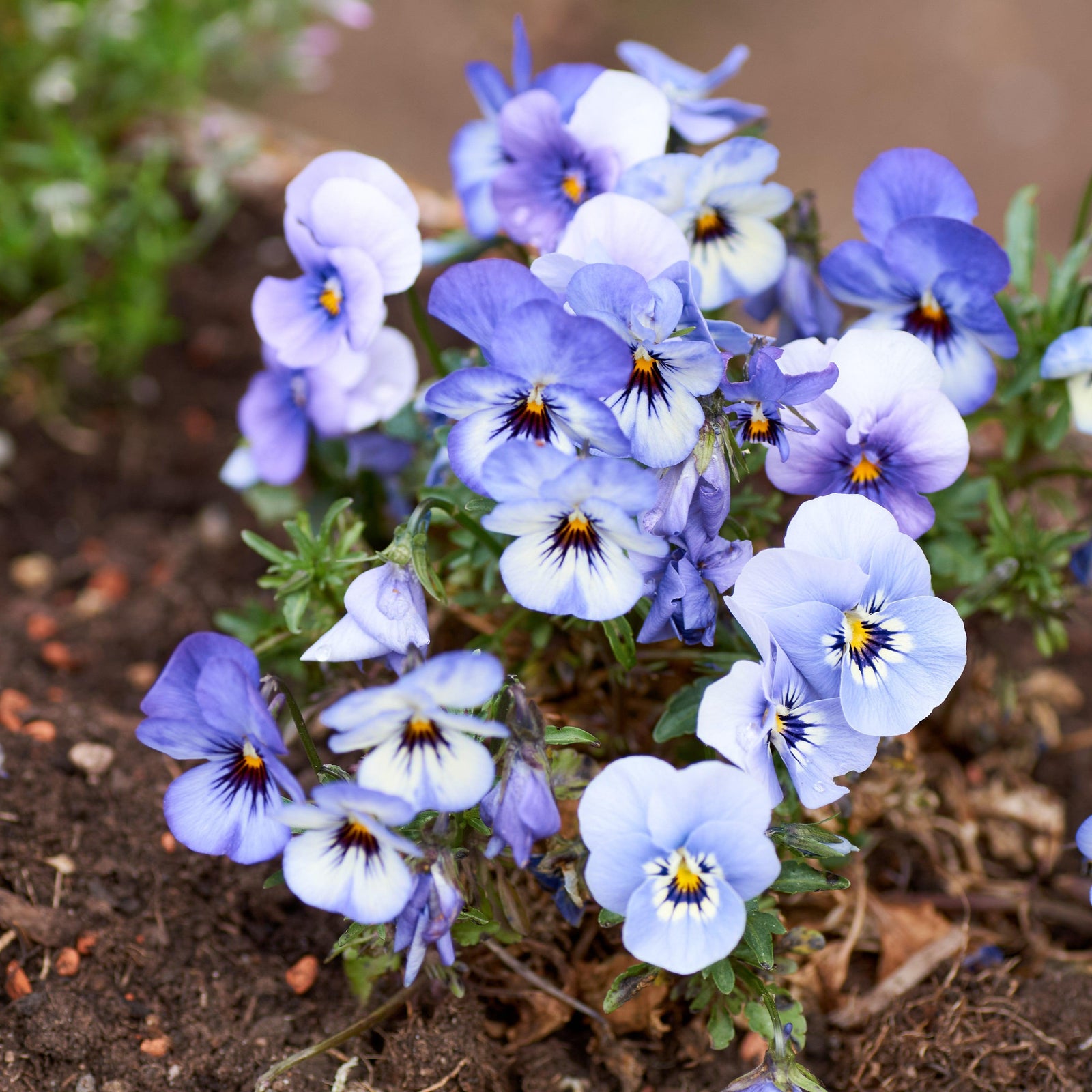 Viola cornuta 'Admire Marina' ~ Admire® Marina Viola-ServeScape