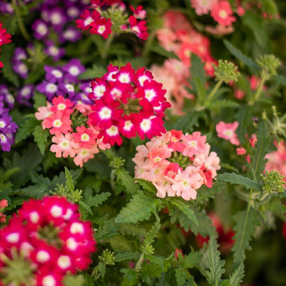 Verbena 'Vivid Peach' ~ Vivid® Peach Verbena-ServeScape