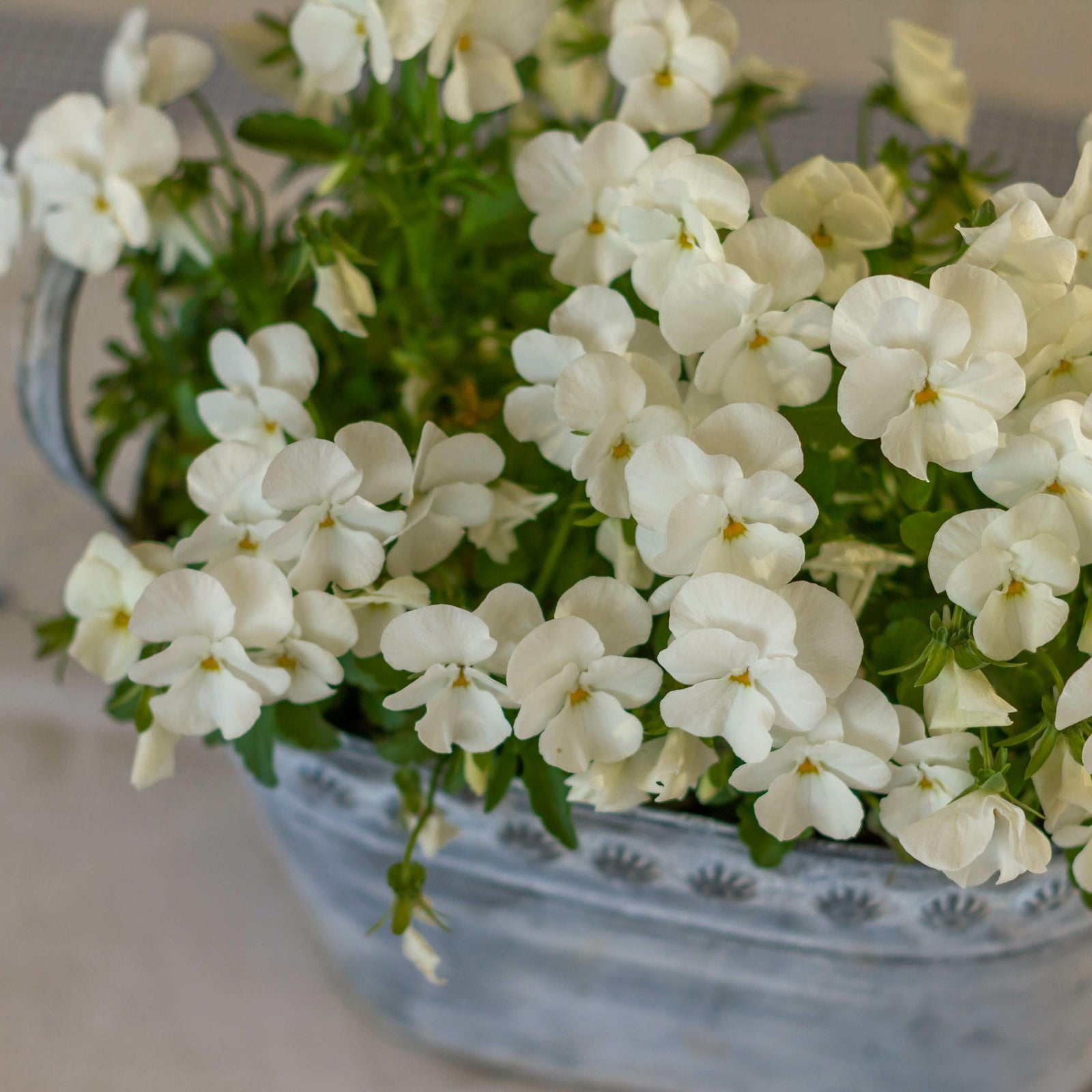 Viola cornuta 'Admire White' ~ Admire® White Viola-ServeScape