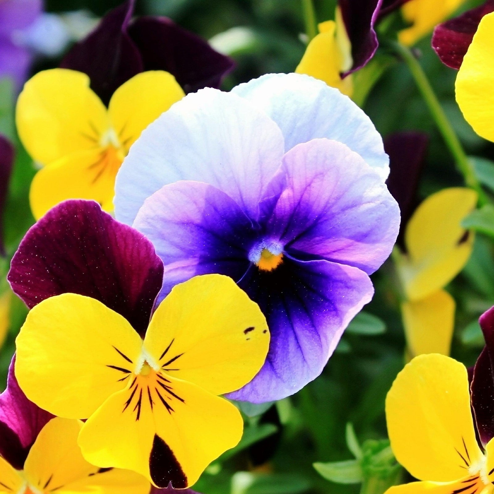 Viola x wittrockiana 'Inspire Plus Beaconsfield' ~ Inspire® Plus Beaconsfield Pansy-ServeScape