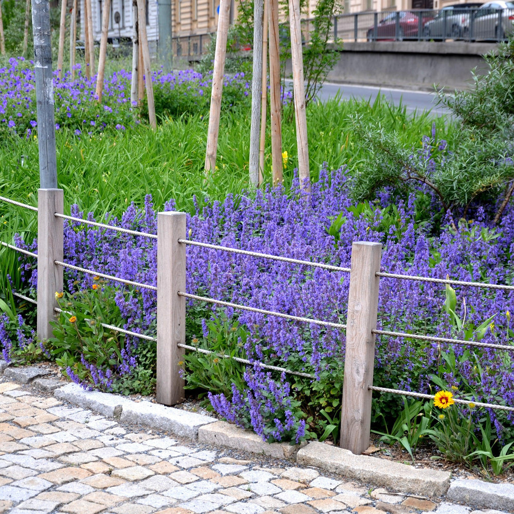 Nepeta x faassenii 'Picture Purrfect' ~ Picture Purrfect Catmint-ServeScape