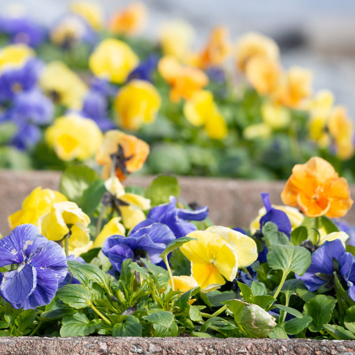 Viola x wittrockiana 'Premier Carolina Mix' ~ Premier Carolina Mix Pansy-ServeScape