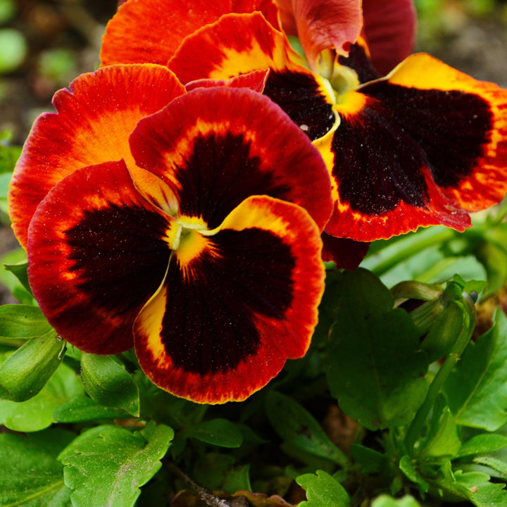 Viola x wittrockiana 'Mammoth On Fire' ~ Mammoth™ On Fire Pansy-ServeScape