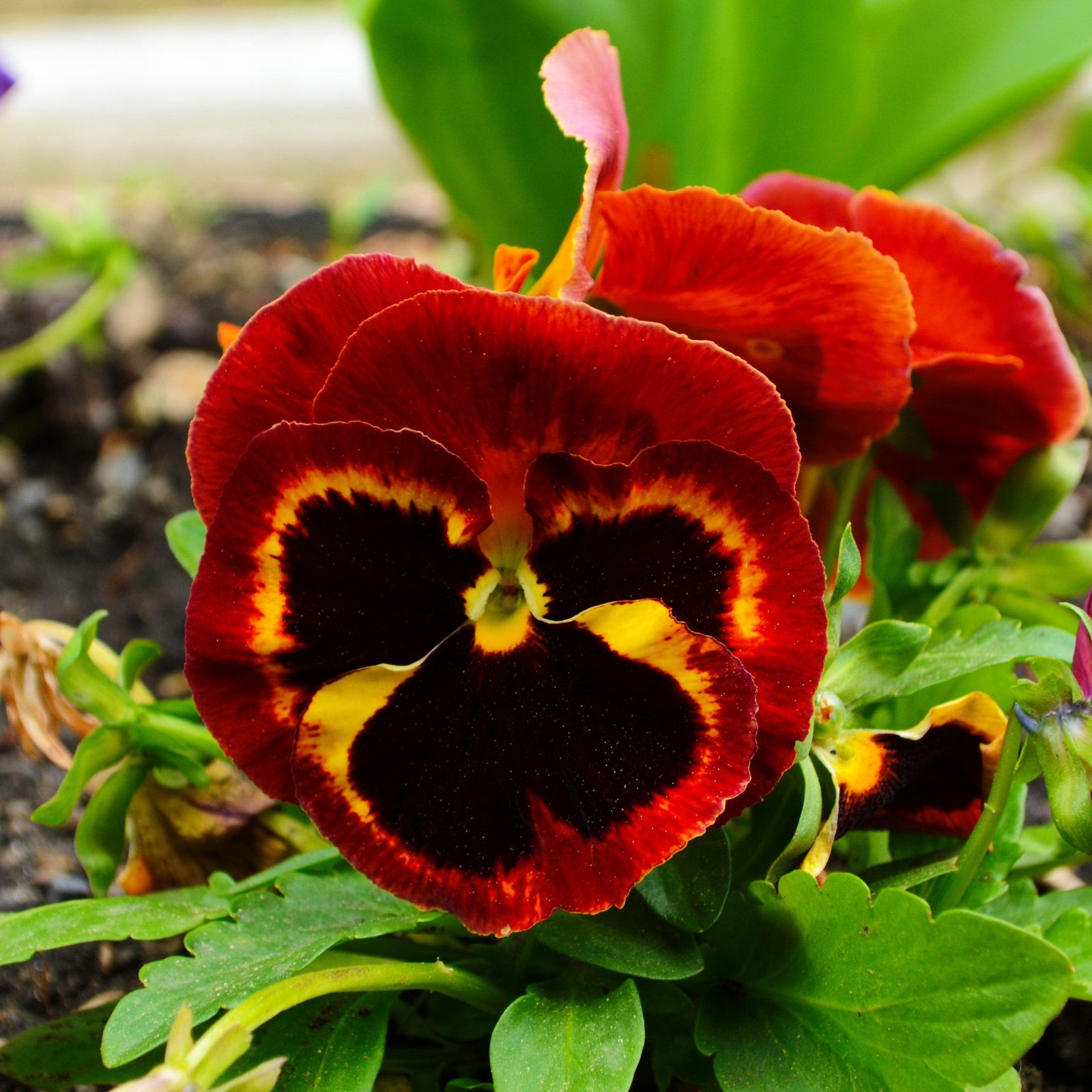 Viola x wittrockiana 'Mammoth On Fire' ~ Mammoth™ On Fire Pansy-ServeScape