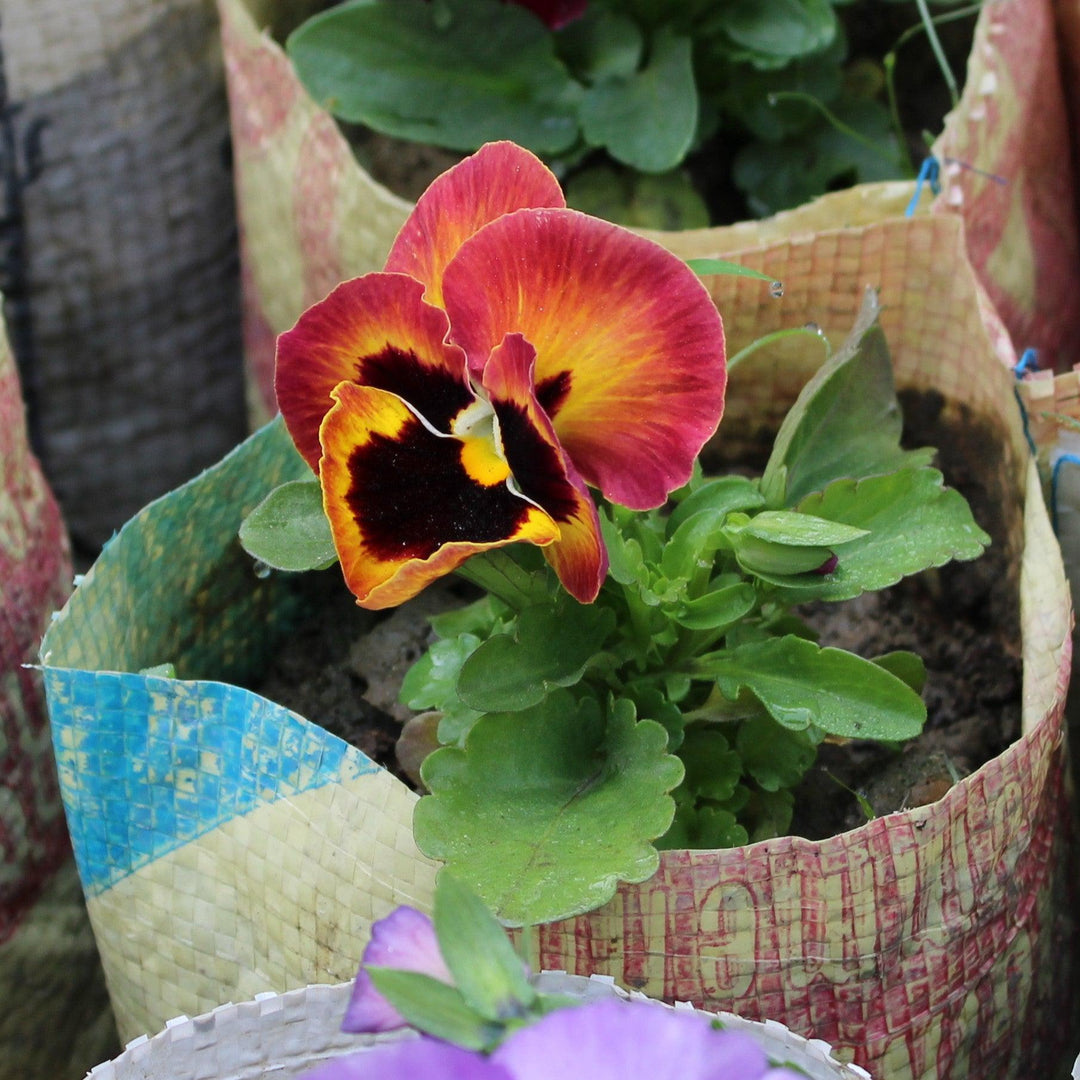 Viola x wittrockiana 'Mammoth Sangria Punch' ~ Mammoth™ Sangria Punch Pansy-ServeScape