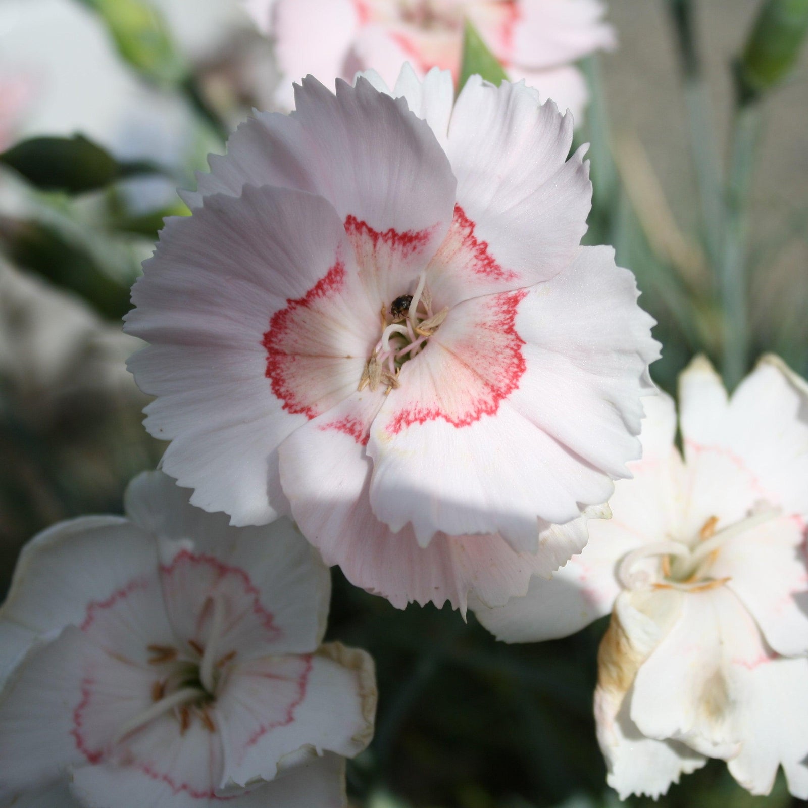 Dianthus allwoodii 'Wp15 Pie45' PPAF ~ American Pie™ Georgia Peach Dianthus-ServeScape