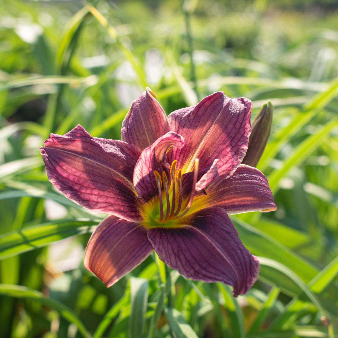 Hemerocallis 'Royal Eventide' ~ Royal Eventide Daylily-ServeScape