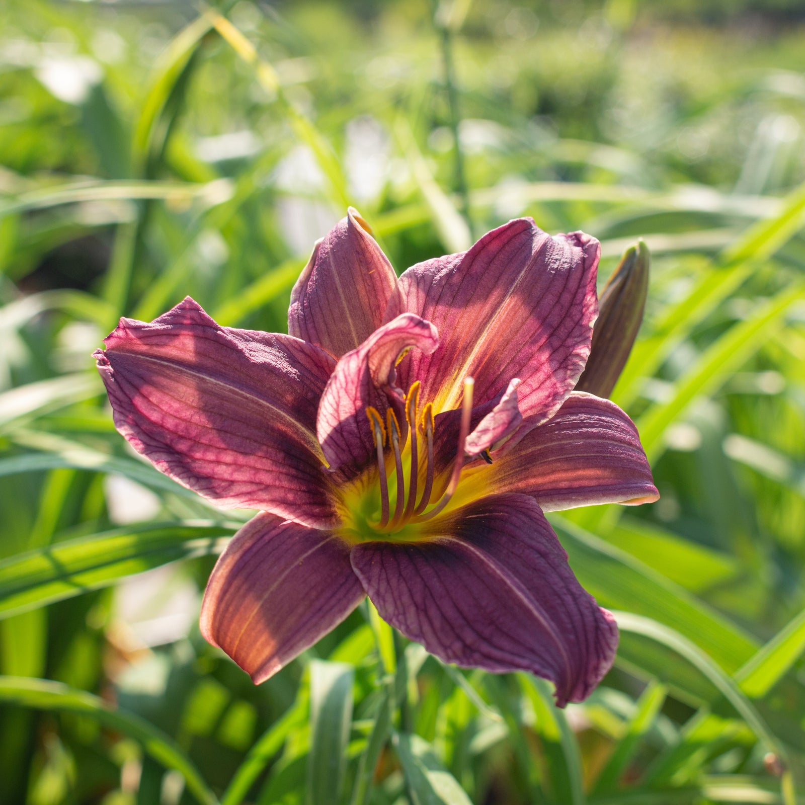 Hemerocallis 'Royal Eventide' ~ Royal Eventide Daylily-ServeScape
