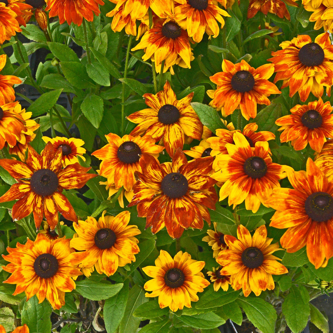 x echibeckia 'Summerina Yellow' ~ Summerina®Yellow Echibeckia-ServeScape