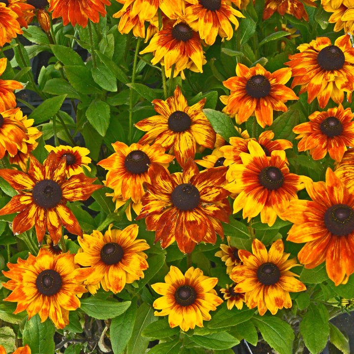 x echibeckia 'Summerina Yellow' ~ Summerina®Yellow Echibeckia-ServeScape
