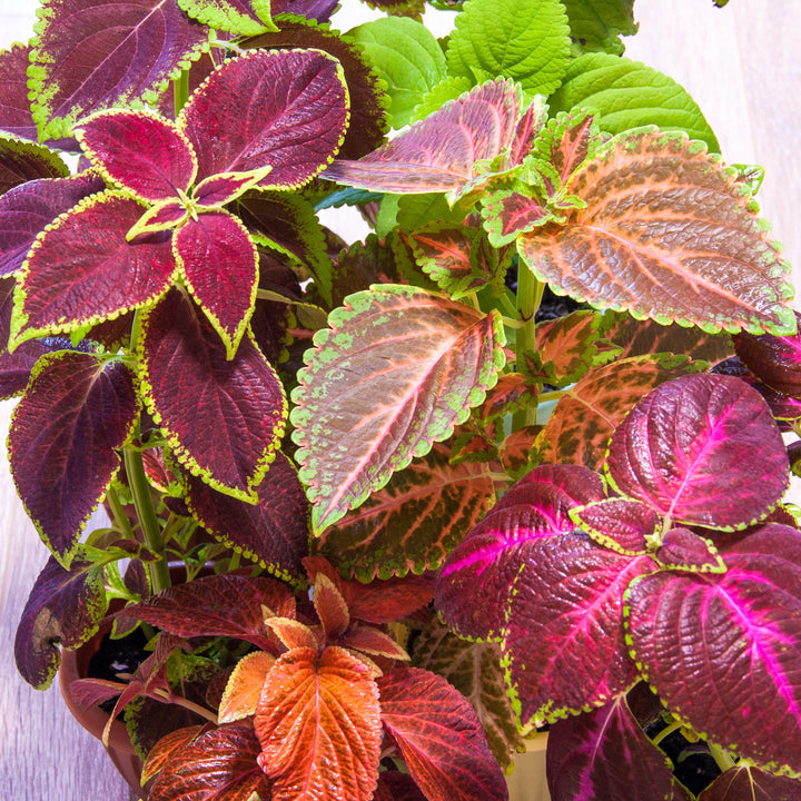 Solenostemon scutellarioides 'Trailing Rose’ ~ Stained Glassworks™ Trailing Rose Coleus-ServeScape