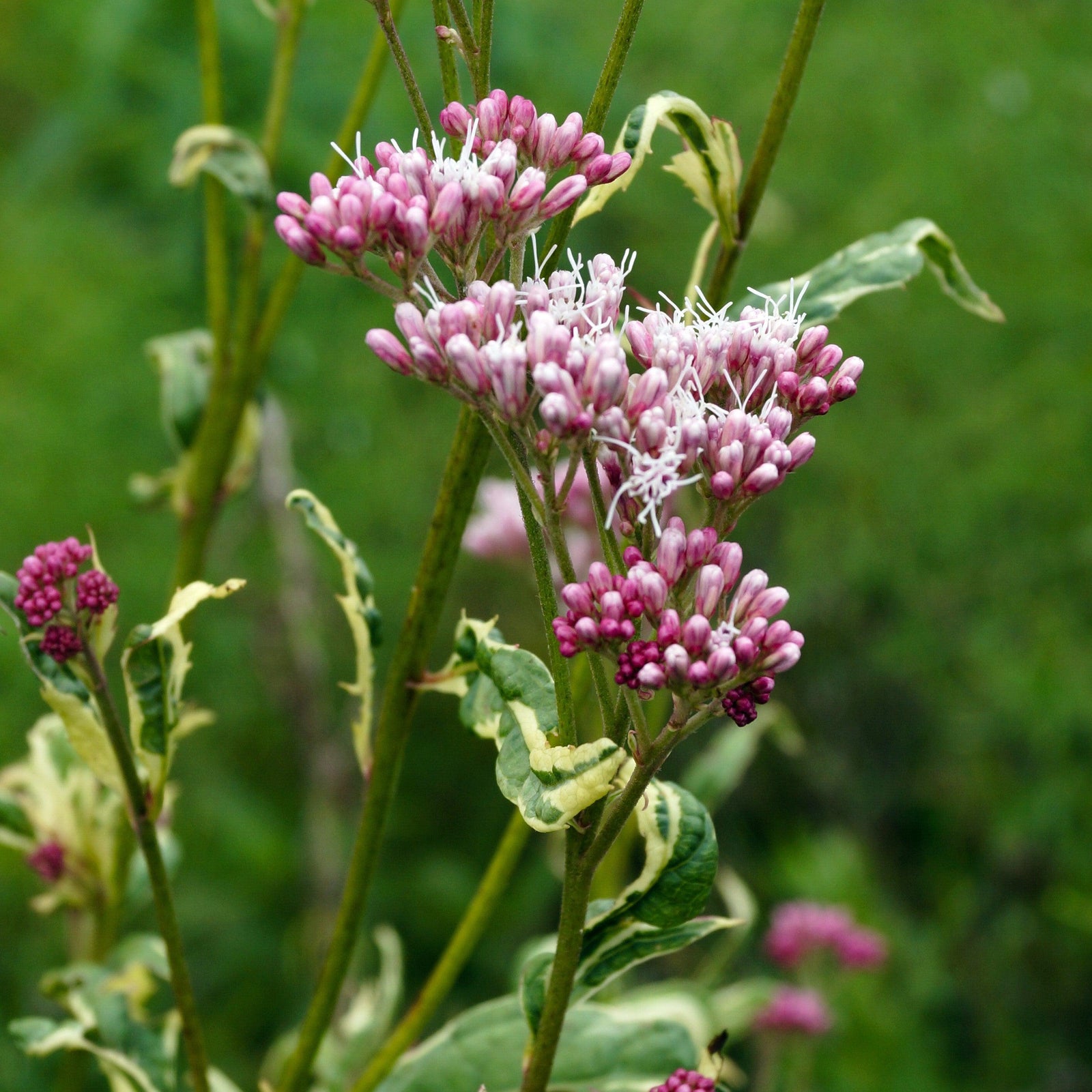 Eupatorium fortunei 'Pink Frost' ~ Pink Frost Joe-Pye Weed-ServeScape