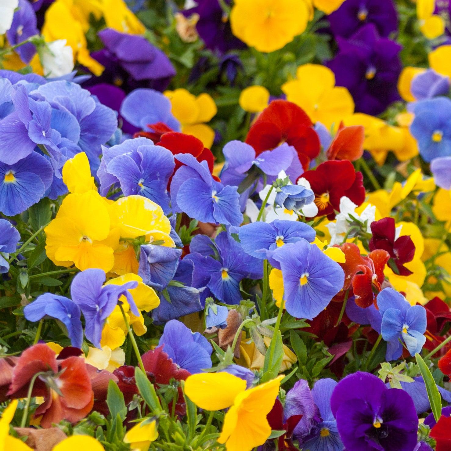 Viola x wittrockiana 'Premier Essentials Mix' ~ Premier Essentials Mix Pansy-ServeScape