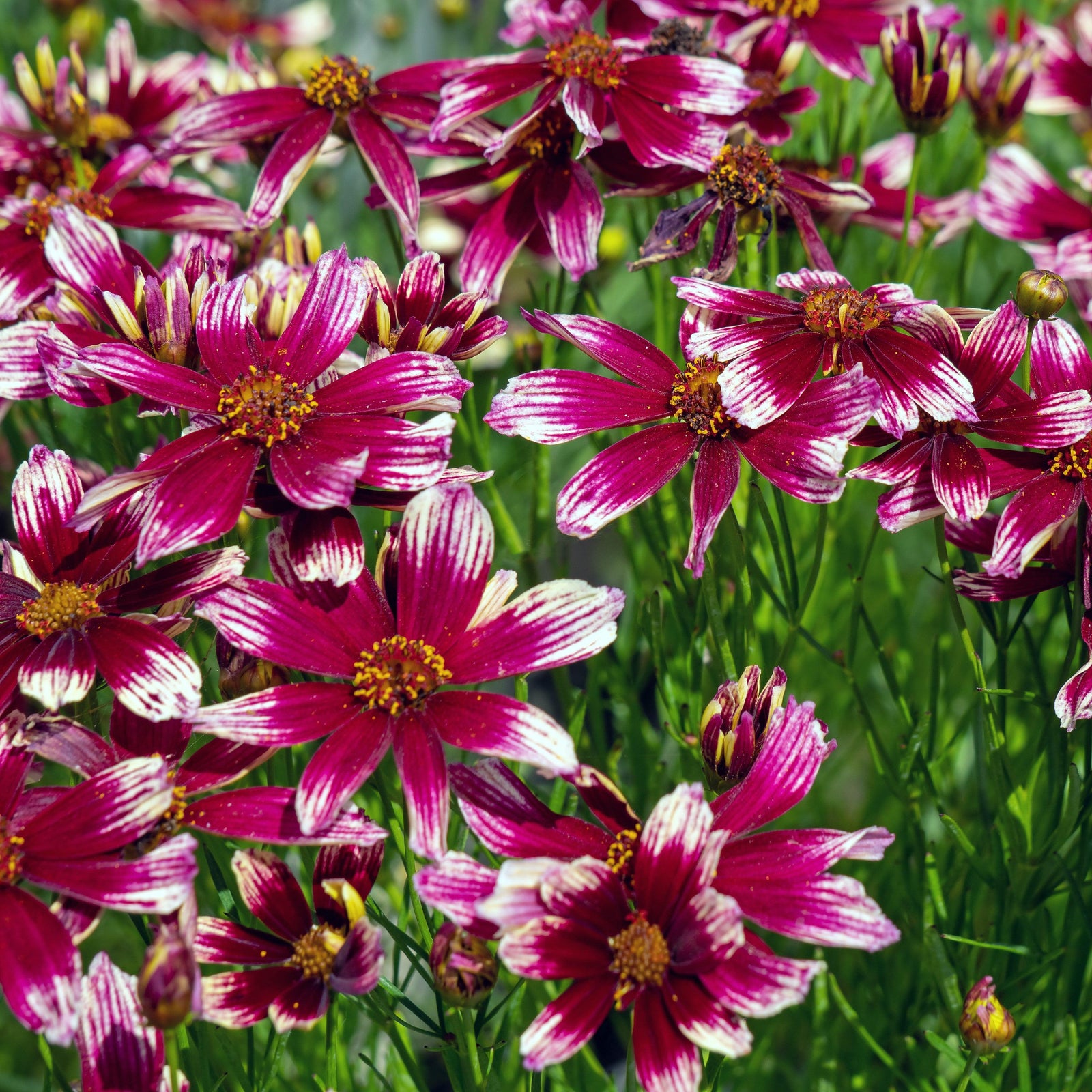 Coreopsis x verticillata 'Starstruck' PP28006 ~ Li'l Bang™ Starstruck Coreopsis-ServeScape