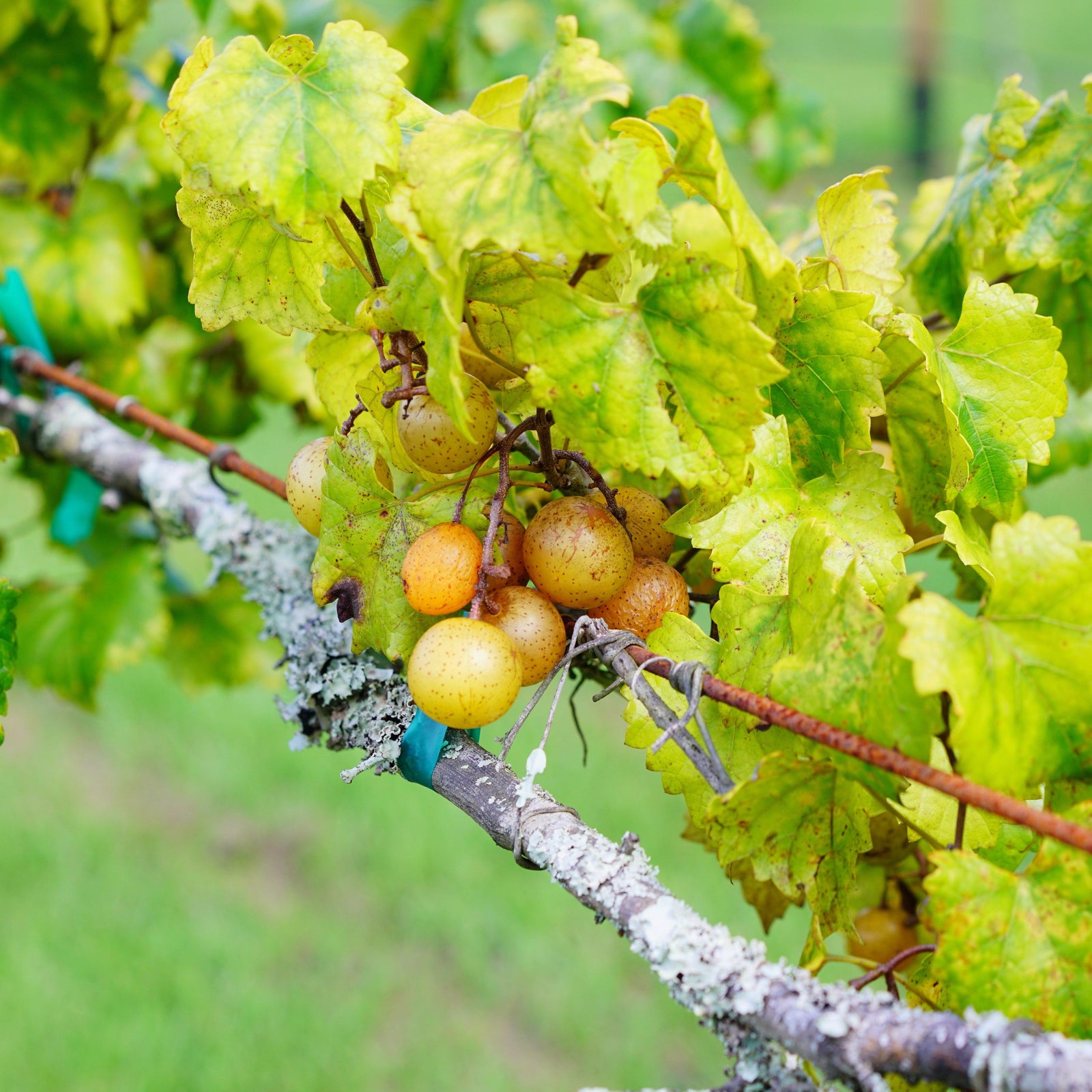 Vitis rotundifolia 'Fry Bronze' ~ Fry Bronze Muscadine-ServeScape