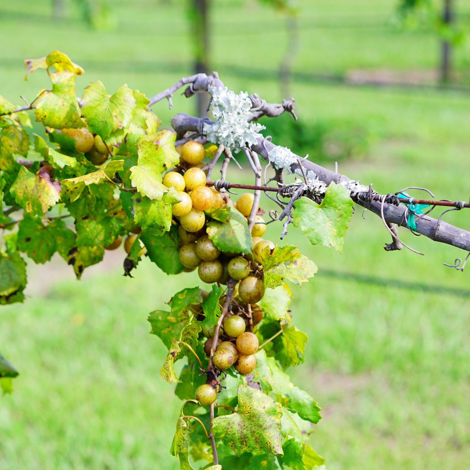 Vitis rotundifolia 'Carols' ~ Carlos Muscadine-ServeScape
