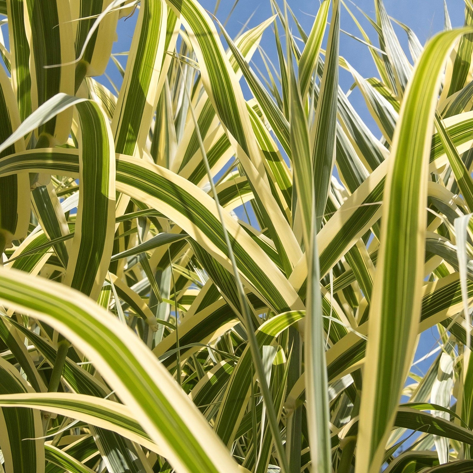 Carex oshimensis ‘Everglow’ PP30466 ~ EverColor® Everglow Sedge-ServeScape