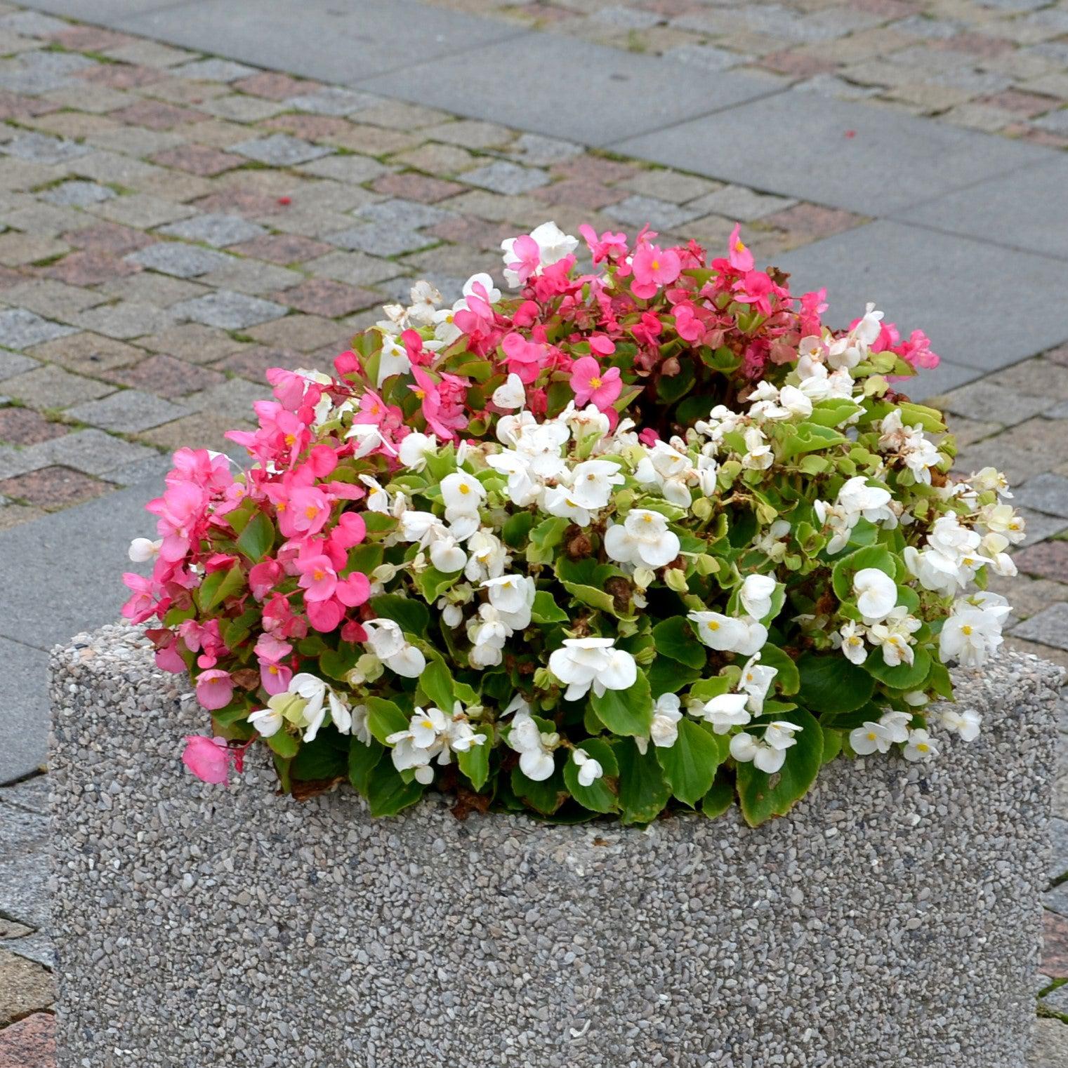 Begonia 'Green Leaf Rose' ~ Green Leaf Rose Begonia-ServeScape