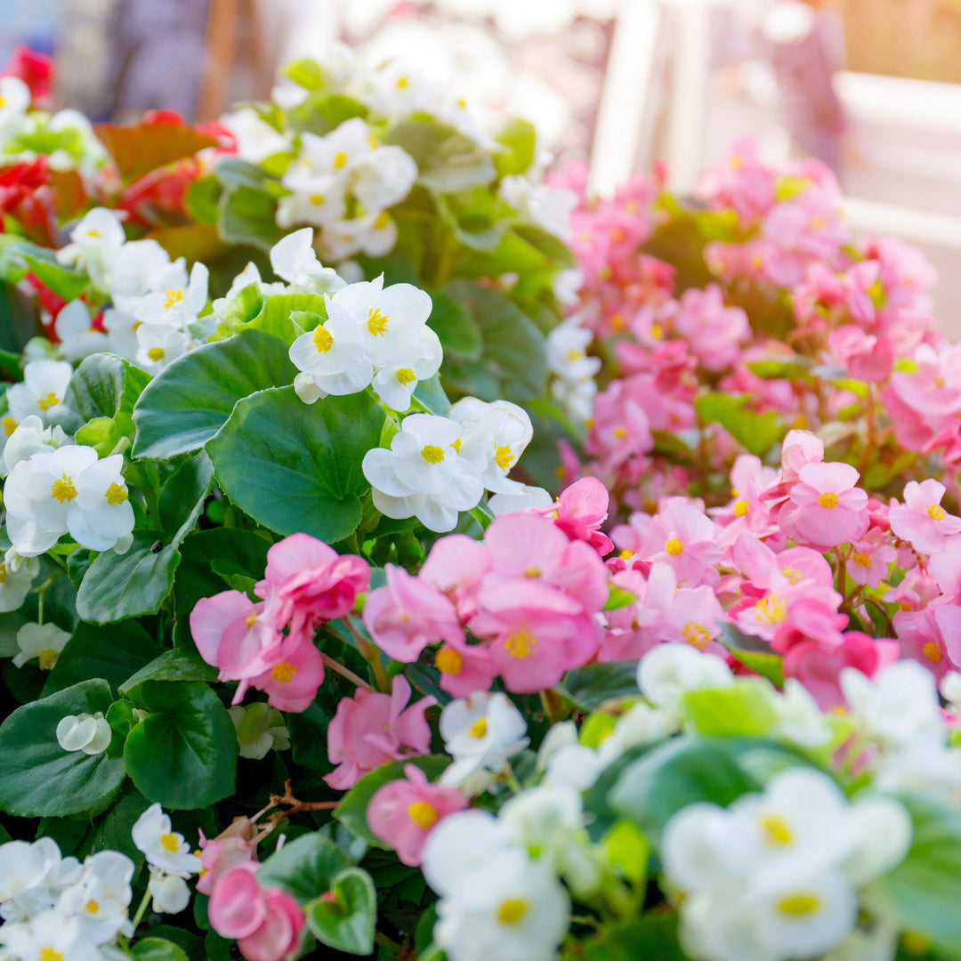 Begonia 'Green Leaf Pink' ~ Green Leaf Pink Begonia-ServeScape