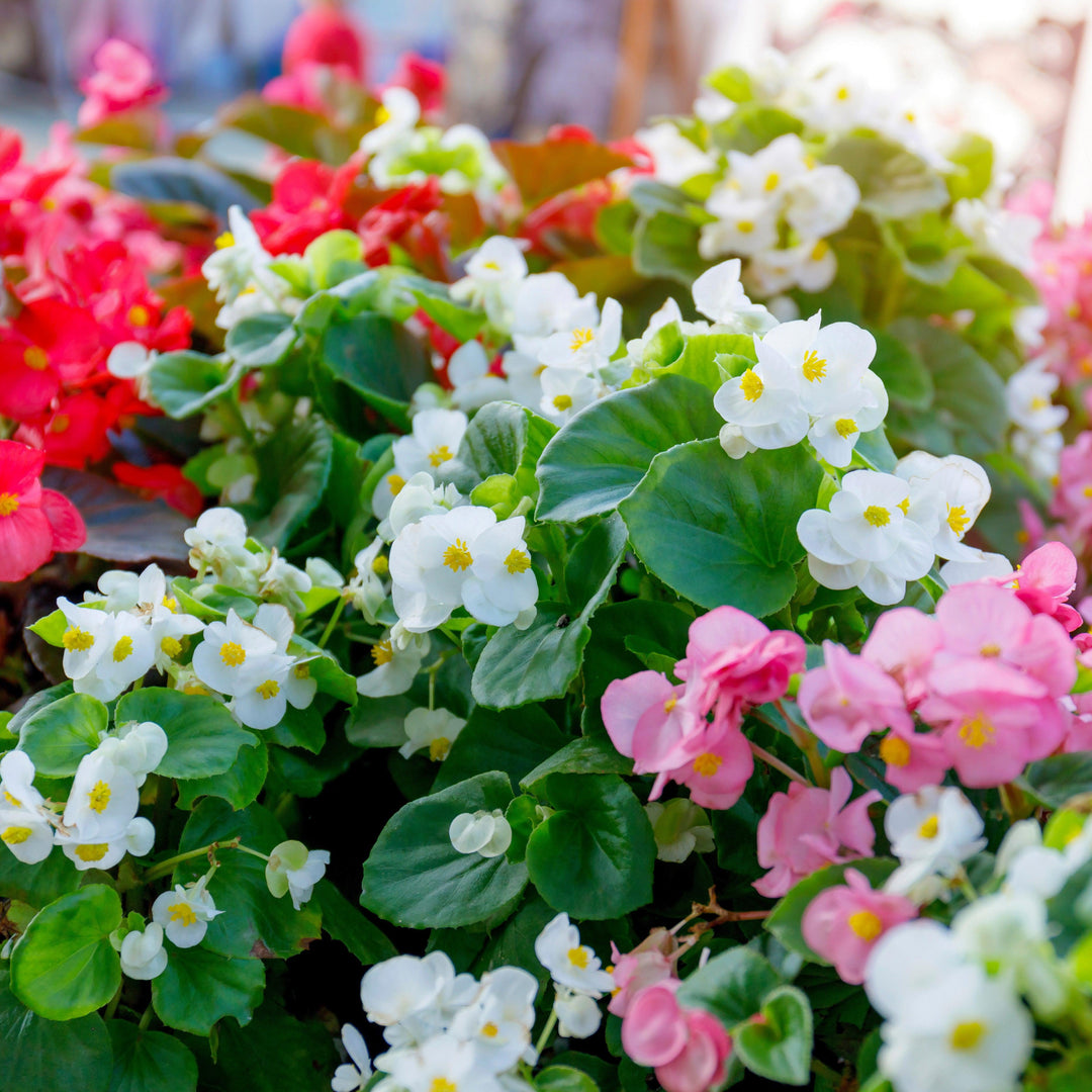 Begonia 'Green Leaf Mix' ~ Green Leaf Mix Begonia-ServeScape