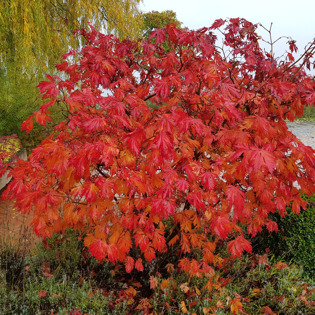 Acer japonicum 'Ed Woods' ~ Ed Woods Fullmoon Maple-ServeScape