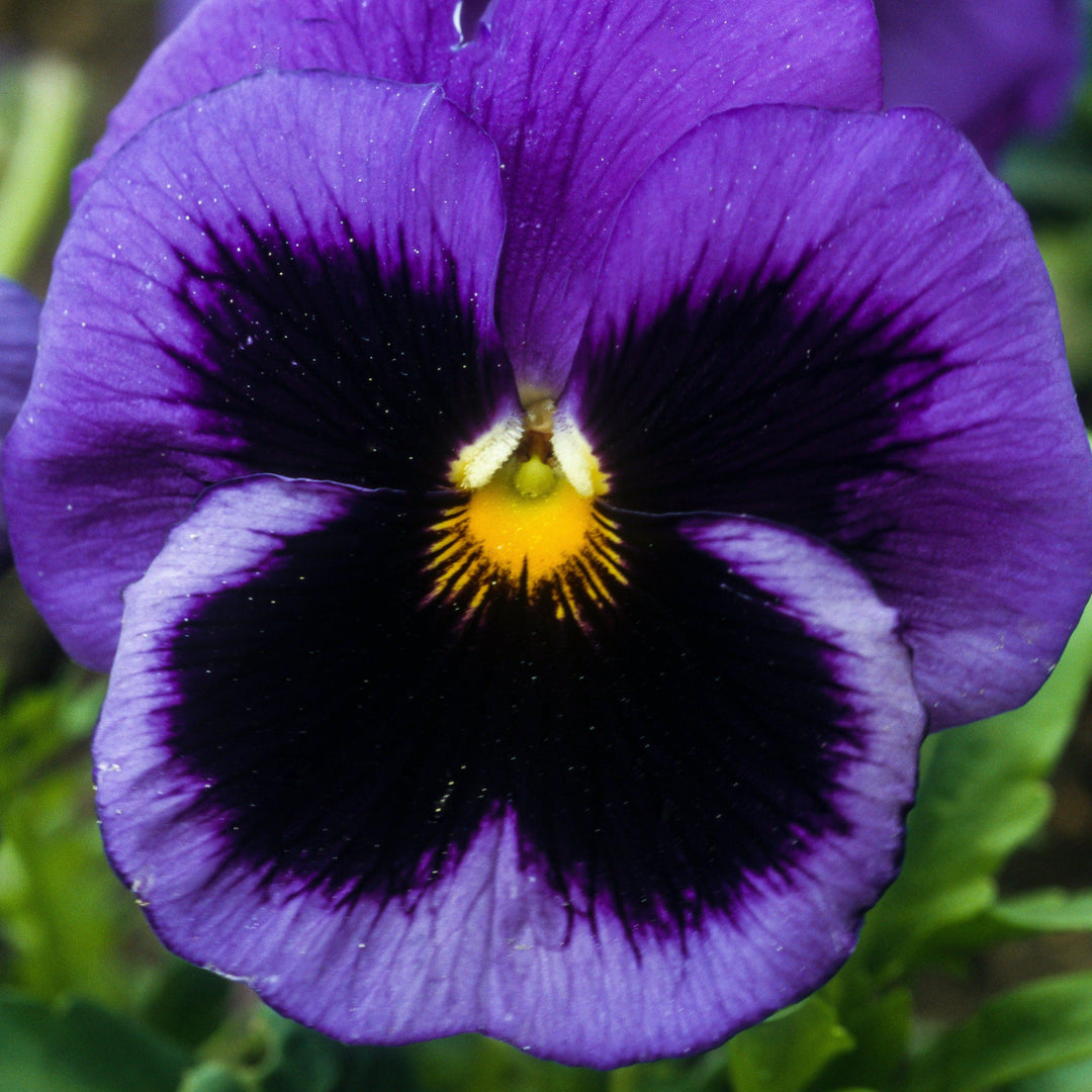 Viola x wittrockiana 'Inspire DeluXXe Deep Blue Blotch' ~ Inspire DeluXXe® Deep Blue Blotch Pansy-ServeScape