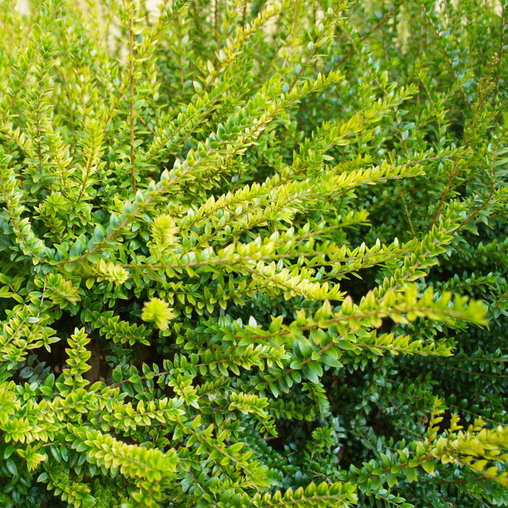 Lonicera nitida 'Golden Glow' ~ Thunderbolt™ Honeysuckle-ServeScape