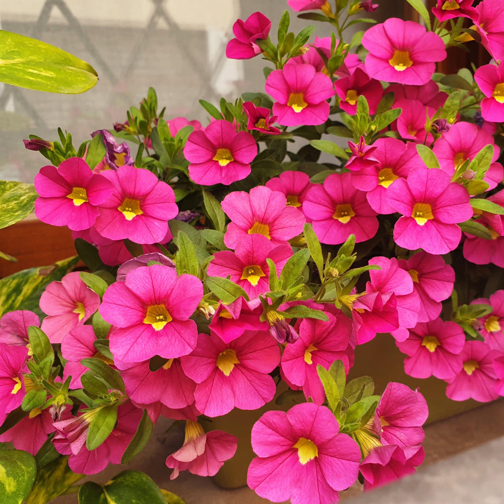 Calibrachoa 'Calitastic Bright Purple' ~ Calitastic® Bright Purple Calibrachoa-ServeScape