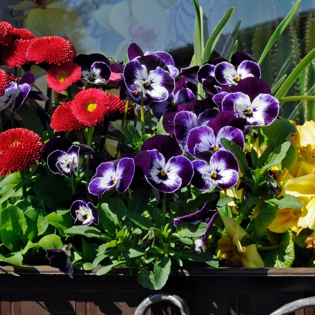 Viola cornuta 'Admire Denim' ~ Admire® Denim Viola-ServeScape