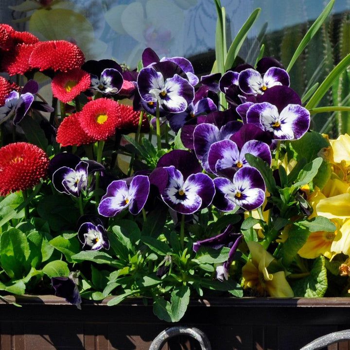 Viola cornuta 'Admire Denim' ~ Admire® Denim Viola-ServeScape