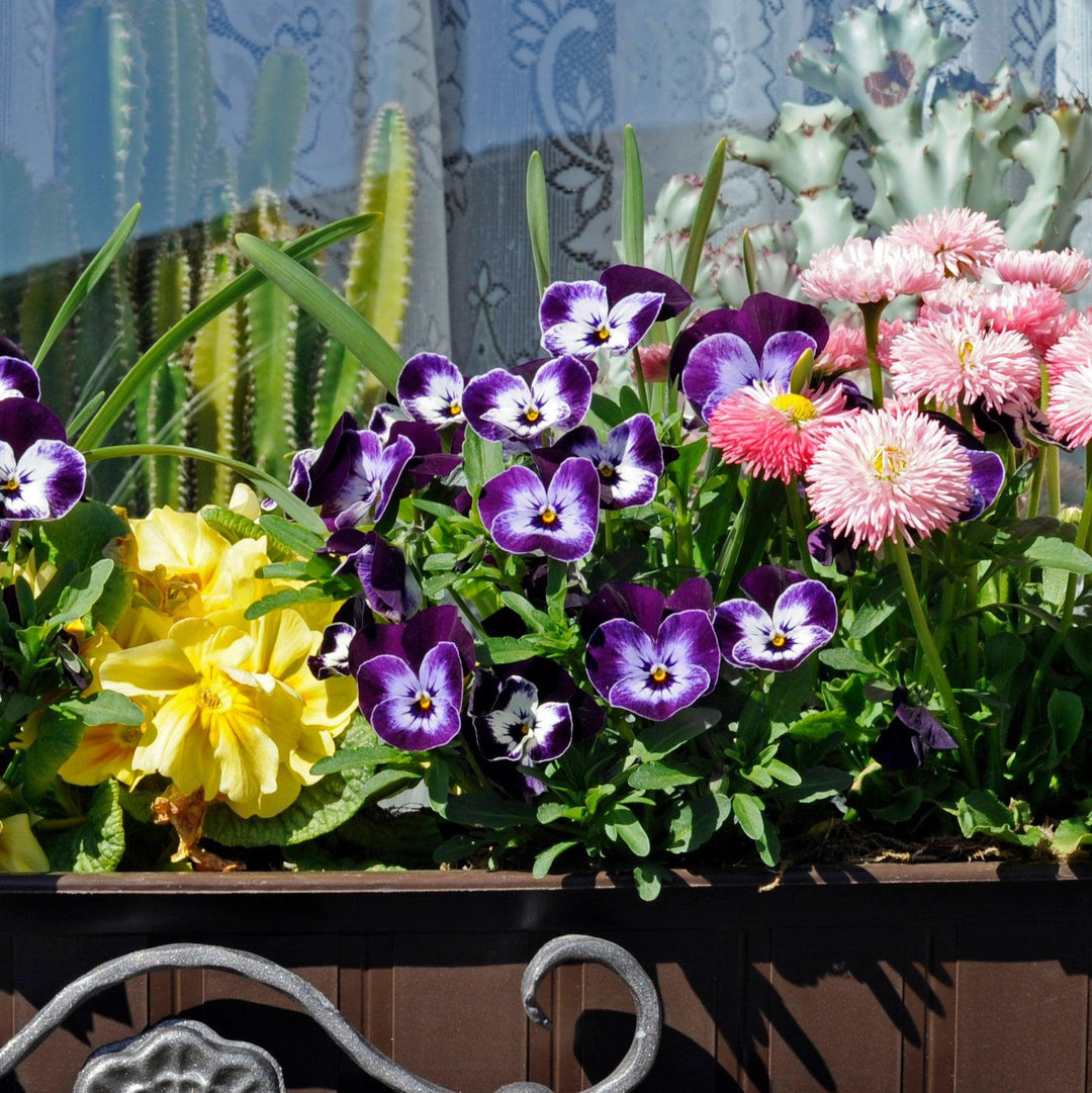 Viola cornuta 'Admire Denim' ~ Admire® Denim Viola-ServeScape