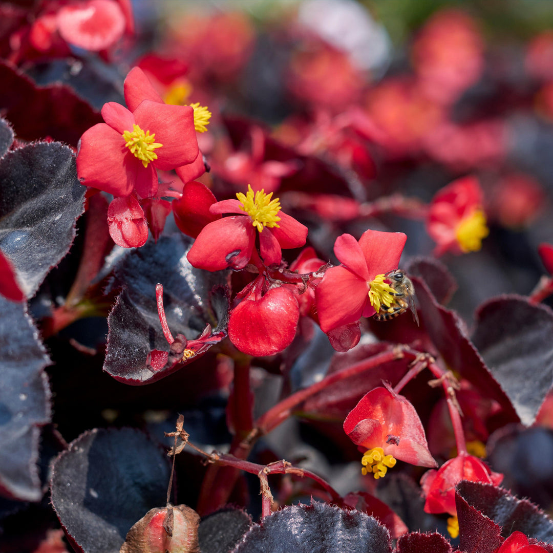 Begonia 'Bronze Leaf Red' ~ Bronze Leaf Red Begonia-ServeScape