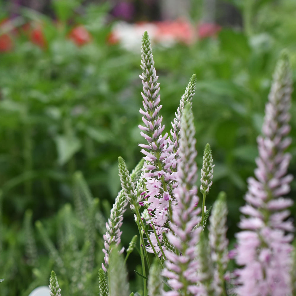 Veronica spicata 'Novaverpin' ~ Moody Blues® Pink Veronica, Speedwell-ServeScape