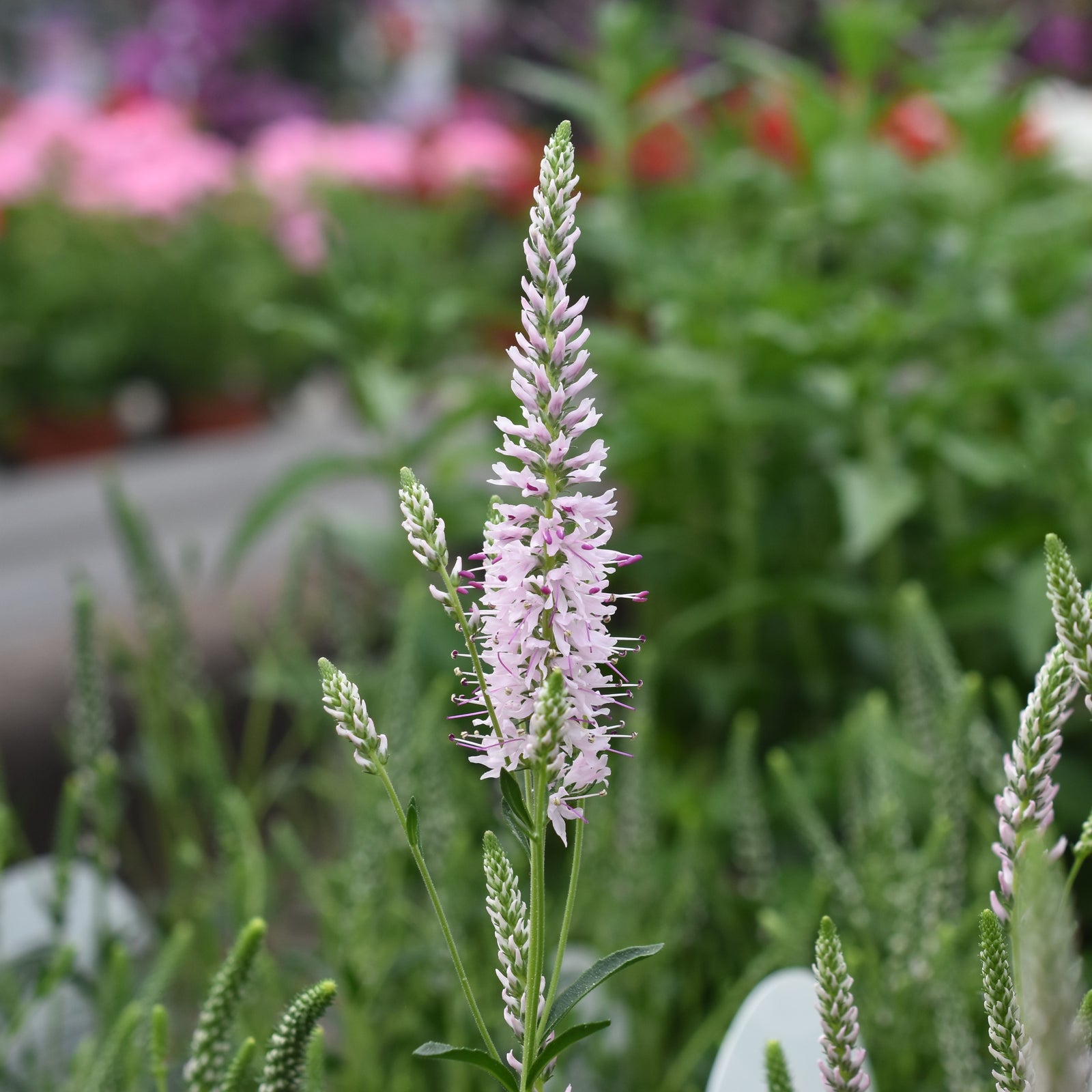 Veronica spicata 'Novaverpin' ~ Moody Blues® Pink Veronica, Speedwell-ServeScape