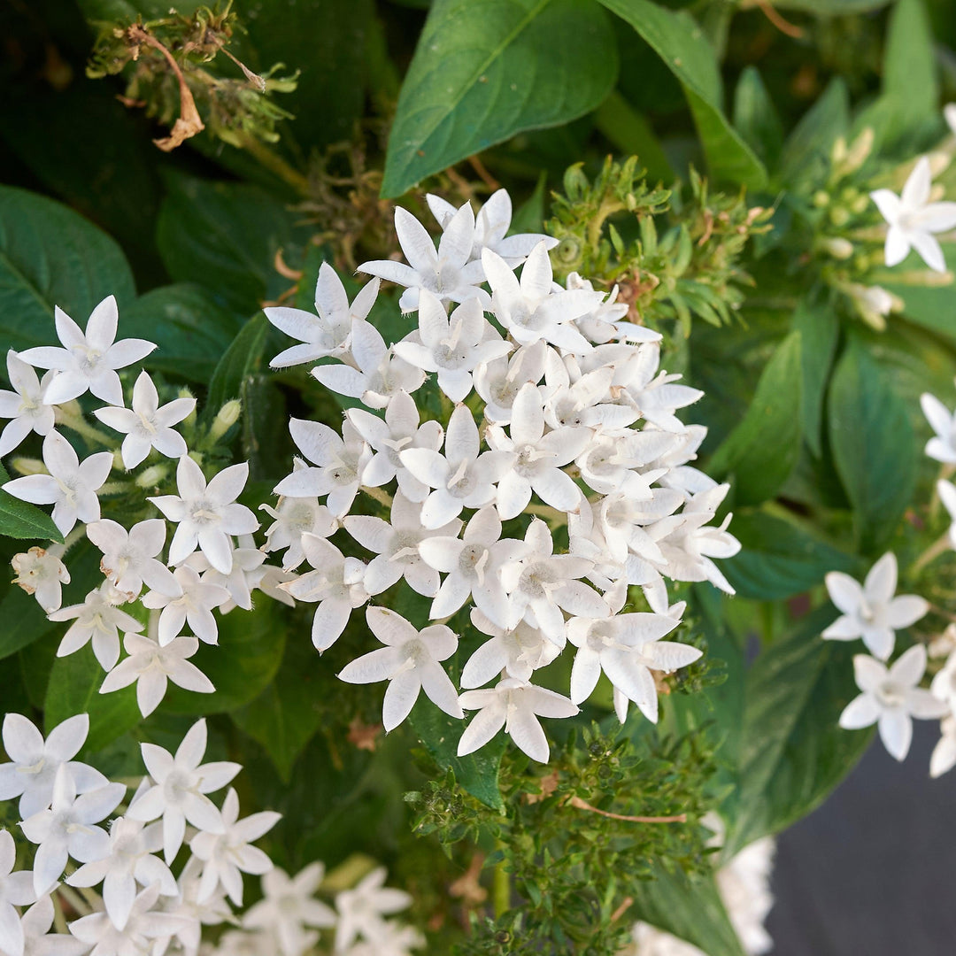 Pentas lanceolata 'Graffiti OG White' ~ Graffiti® OG White Star Flower-ServeScape