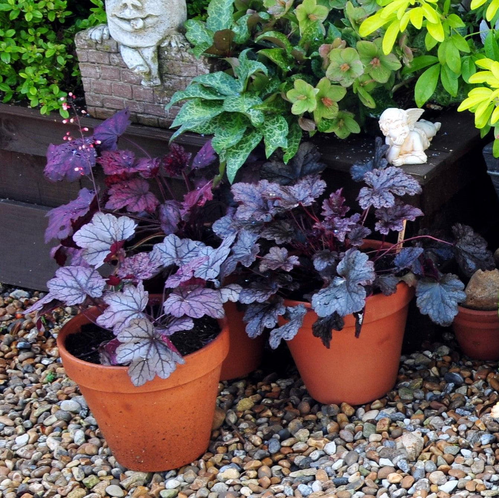 Heuchera 'Grape Timeless' ~ Grape Timeless Coral Bells-ServeScape