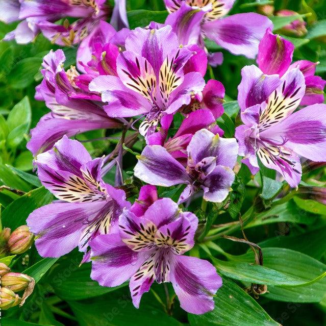 purple peruvian lilies