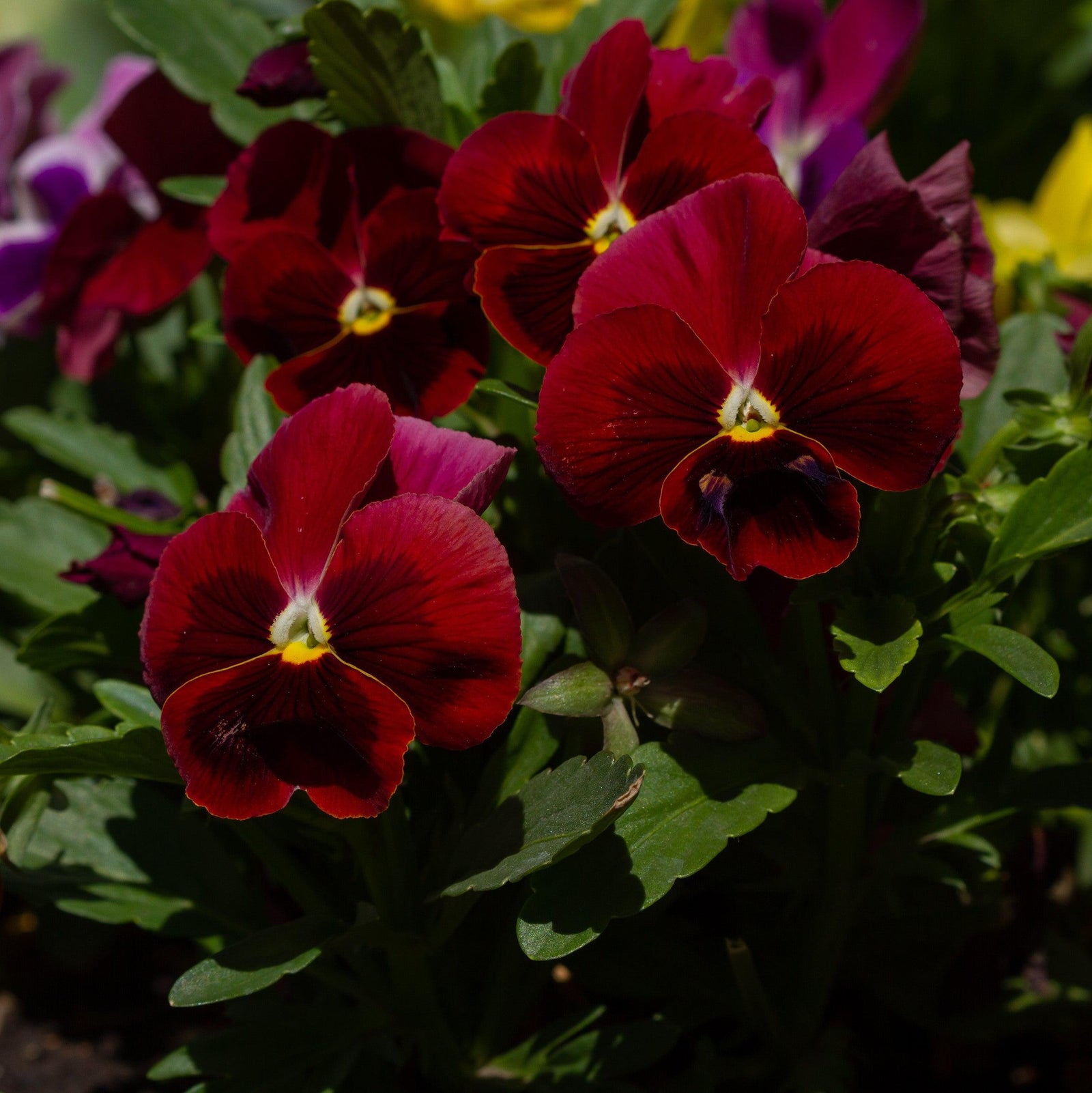 Viola cornuta 'Admire Red Blotch' ~ Admire® Red Blotch Viola-ServeScape